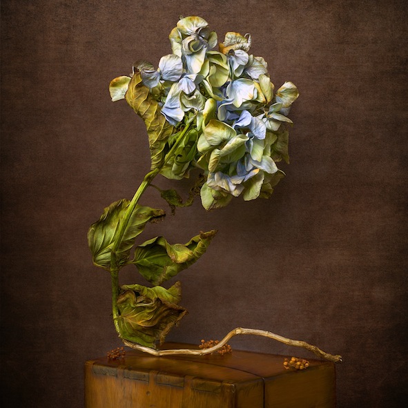 Simon Schollum | Through the the Looking Glass |Hydrangea Seed Pods | McAtamney Gallery and Design Store | Geraldine NZ